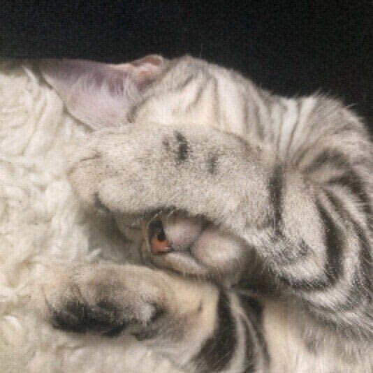 まぶしいの？　猫が自分の前足で目元を隠しながら眠る理由を獣医師に聞いた