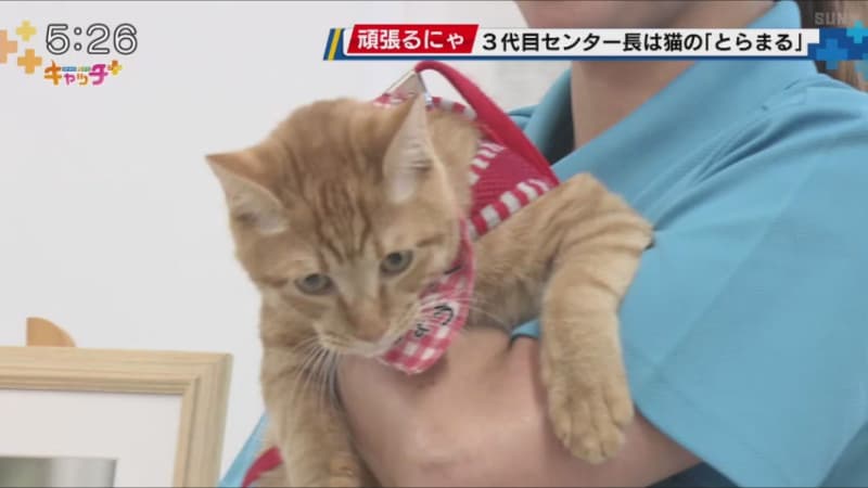 The 3rd generation director of Kobe Animal Coexistence Center is the cat “Toramaru”