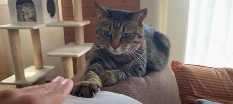 [Verification] Is it true that if you put your hand on a cat's hand, it will put it back on you?