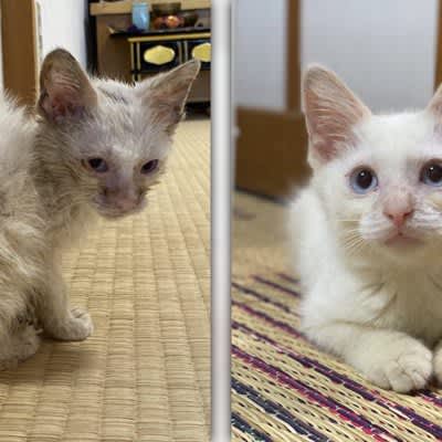 It's like a different cat!After 12 days since being rescued, a kitten has been highly praised, saying, "She's so beautiful" ♡