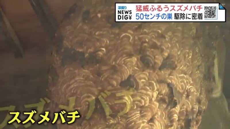 Nest 50cm in size, about 500 hornets... Volunteers take a closer look at the removal work Fukushima