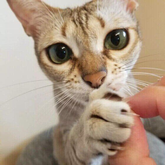 猫は指や棒状のものを差し出すとついニオイをかぐ。おなじみの行動の意外な理由とは