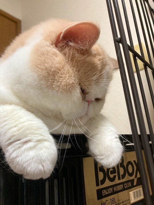 箱に入った姿はまるでぬいぐるみ　「フワモコ猫」にキュンとする人続出と話題