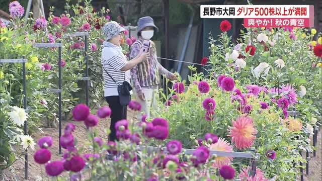 爽やか！秋の空　北アルプス望める地にダリア500株以上　