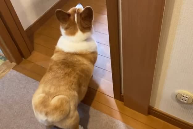 Praise your Corgi every time it successfully goes to the toilet ⇒ “I’m going to go to the toilet now, so watch me!” The whole family sits in the living room…