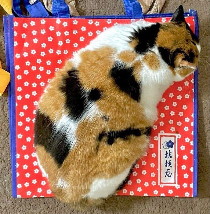「おいしそう」「ひとつください」 黒蜜をかけたきなこ餅のような毛柄の猫、信玄餅のバッグ…