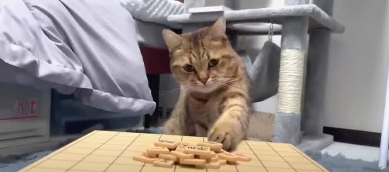 I completely understand! ?Cat's shogi game