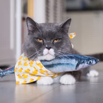 3 ``seafood'' that are too dangerous for cats!Symptoms and remedies if ingested