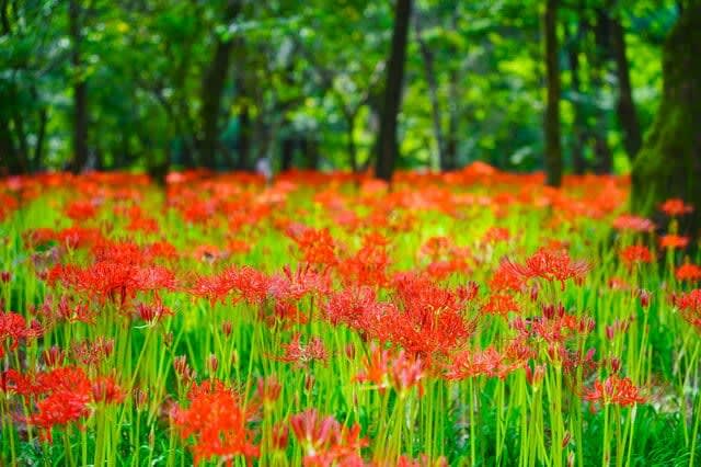 500万本の彼岸花「曼殊沙華」が彩る秋の絶景・巾着田は極楽浄土へと誘う