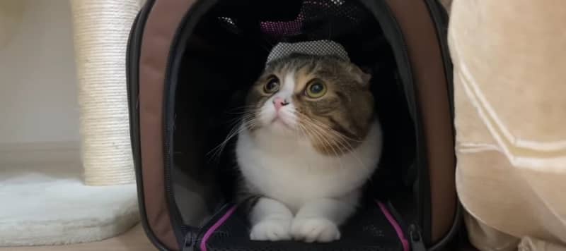Awkward meow... Cat gets depressed in the middle of the night!