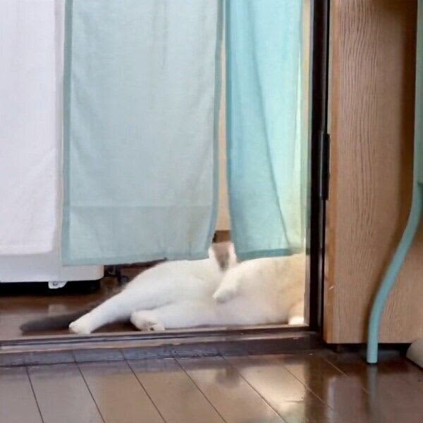 のれんの奥から飼い主の様子をうかがう「家庭内野良猫」ちゃん　「大将、やってる？」のよう…