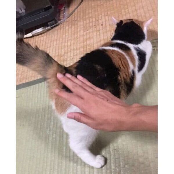 「ふたりきりの時間」に飼い主に甘える猫　「おしりポンポン→ゴロンと寝転がる」様子が可愛…