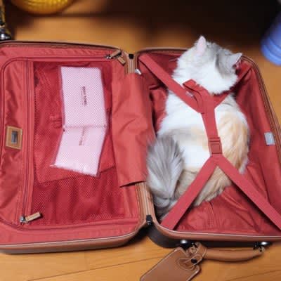 "Let's go on a trip together!" A cute cat fully prepared in a carrying case ♡