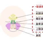 Intractable sinusitis is caused by a decrease in lipopolysaccharide due to a decrease in bacteria, discovered by the University of Fukui and the University of Tsukuba.