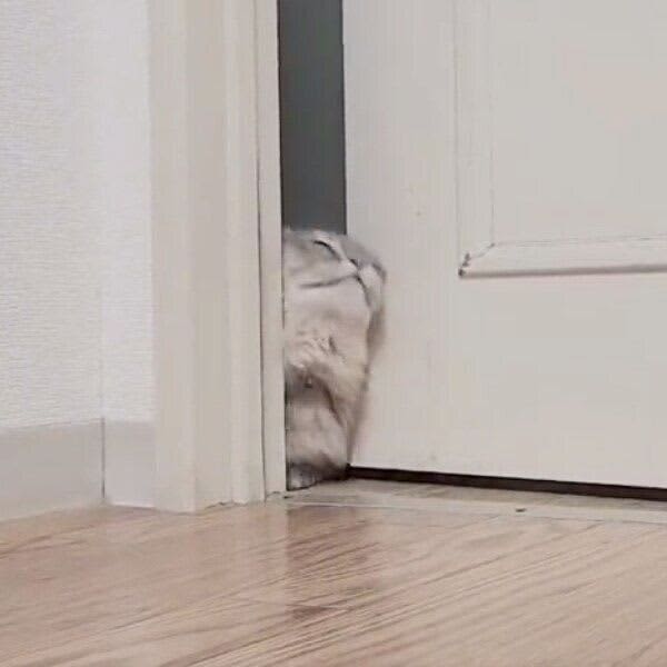 「ヒゲのセンサー」を使ってる!?　ドアの隙間に顔をねじ込み「顔面入室」する猫の行動から…