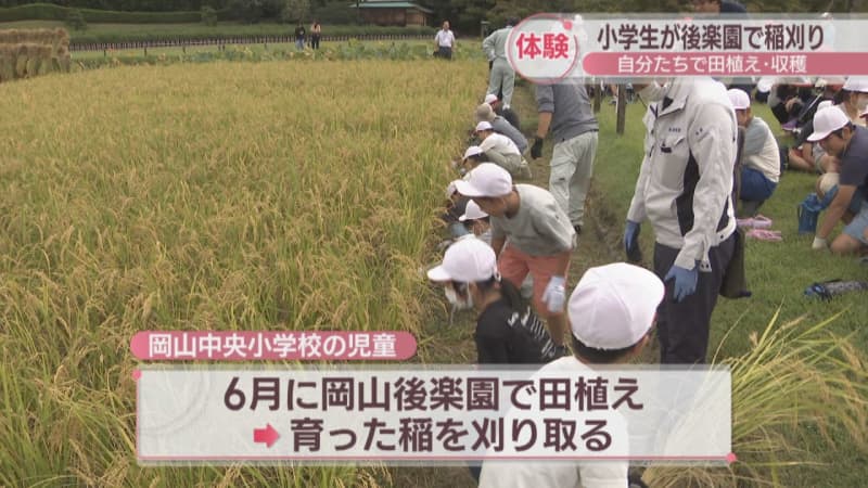 岡山後楽園で小学生が稲刈り体験　収穫したもち米はおはぎに