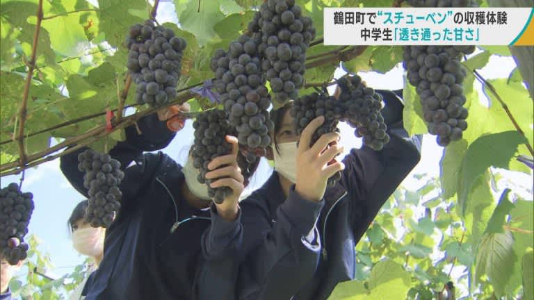 「透き通った甘さ」　中学生が特産の「スチューベン」を収穫体験／青森・鶴田町