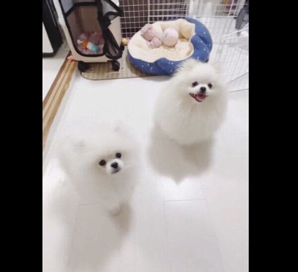 新入り犬の「オスワリ」の練習中に、突然「フセ」を披露する兄犬　行動から読み取れることは？
