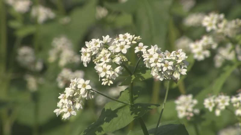 Beautiful white “buckwheat flowers” ​​that bring out the colors of autumn “Kanuma Native Soba” registered as a Geographical Indication (GⅠ) by the Ministry of Agriculture, Forestry and Fisheries