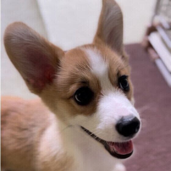 オムツやマナーウェアの着用で愛犬の皮膚がただれることも？ 犬のオムツかぶれの予防とホー…