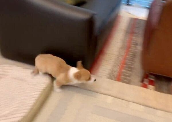 “ひとり大運動会”をするコーギー子犬　部屋の中を爆走していたと思ったら→最後の行動にク…