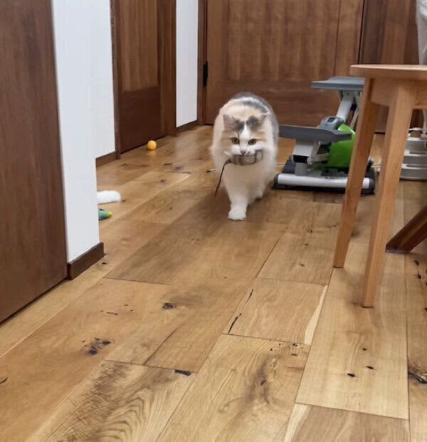 おもちゃのネズミを飼い主さんにお届けする猫　「プレゼント」の様子が可愛すぎると反響