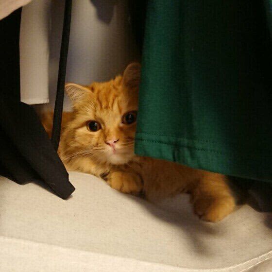 うちの猫だけじゃなかった　クローゼットや衣装ケースに猫が入りたがる理由　