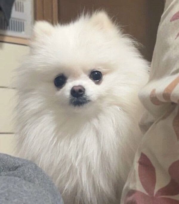 「かまってほしいとき」「かまってもらえたとき」で表情が違う犬　わかりやすい変化にクスッ…