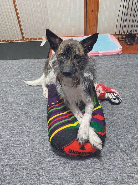 「前足をクロスしてフセする」「白線の上だけ歩く」犬のナゾしぐさをプロが解説します！