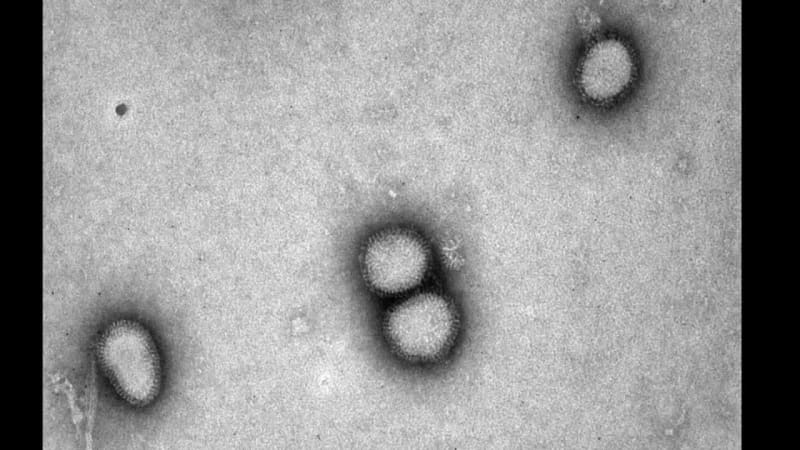 インフル流行 患者数は新型コロナを上回る　静岡県東部は注意報レベル 県全体も注意報目前