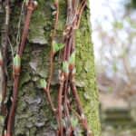 Japanese vines show different distribution patterns depending on climbing style, research conducted by the University of Tokyo and other researchers reveals