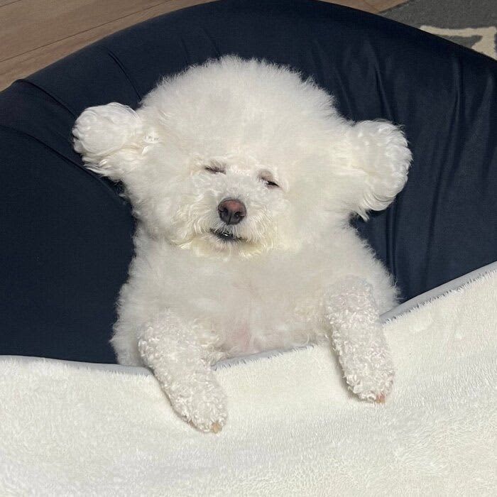 これで起きているって本当？眠くて目をしょぼしょぼ？「帰りたくないアピール」をする犬が話…
