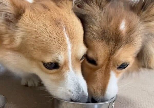 ふたつ用意したのに、どうしても同じ器でミルクを飲みたい姉妹犬　行動からわかる心理は？