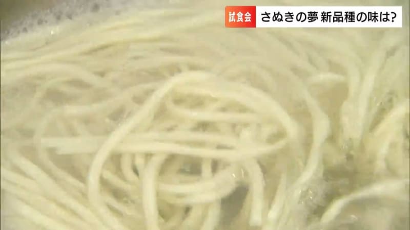 「弾力感がすごく強くて、しっかりとした味」香川県産小麦「さぬきの夢」の新品種完成　うどん用小麦…