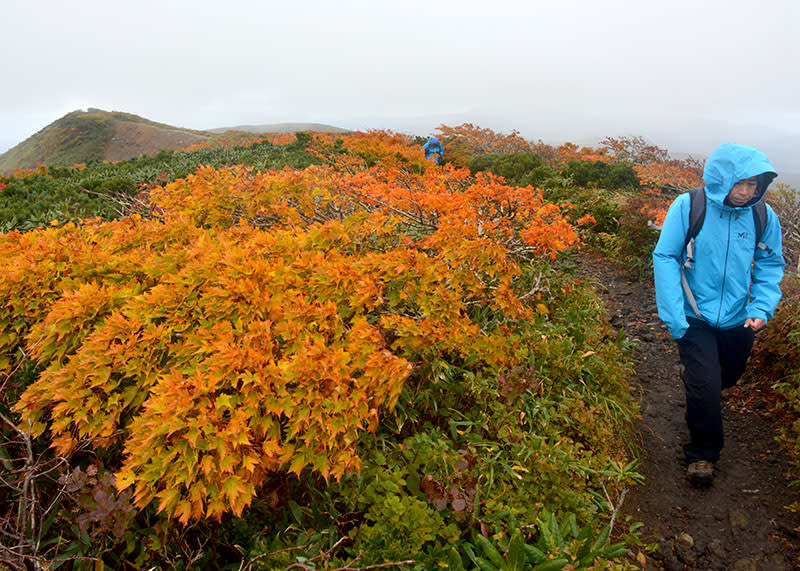 栗駒山頂色づく　来週見頃に　例年より１０日遅め