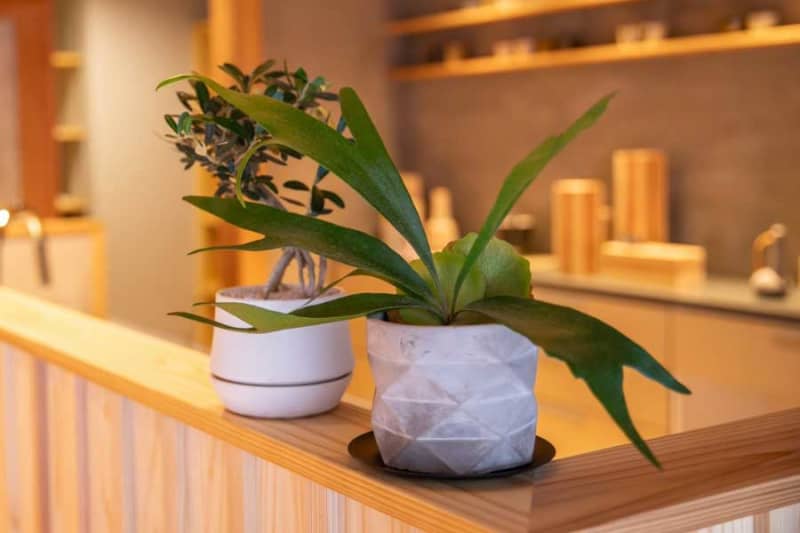 Houseplants you want to incorporate into your interior What are the points to keep in mind when managing them in autumn?