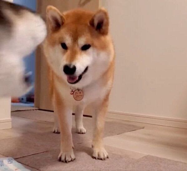 兄犬を遊びに誘うも、拒否されてしまった弟犬　悔しくて「捨てゼリフ」を吐くように立ち去る…