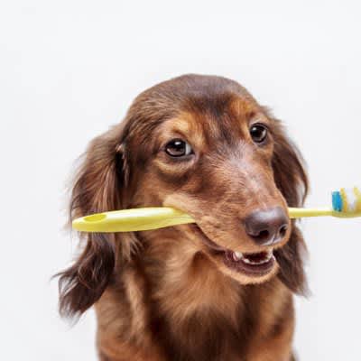 Dental care products using pomegranate extract keep your dog's teeth healthy [Survey results]
