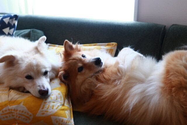犬と登山は楽しい！【穴澤賢の犬のはなし】