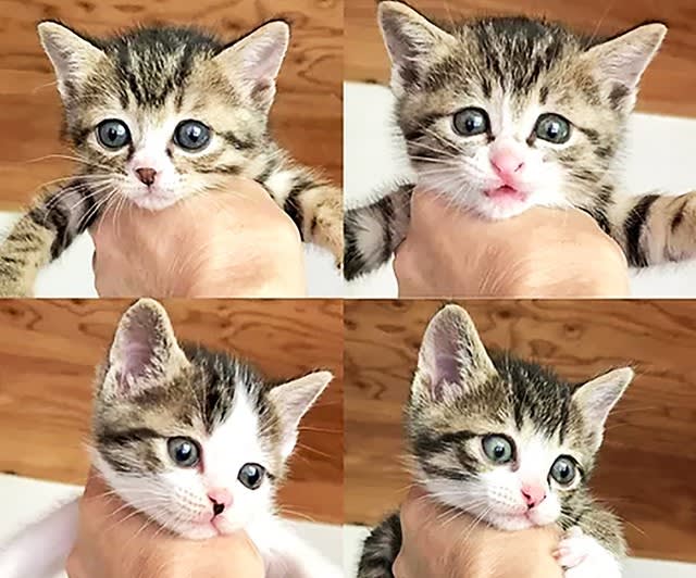 Volunteers saved the lives of four kittens abandoned near a tourist attraction, and they left the nest with kind foster parents...