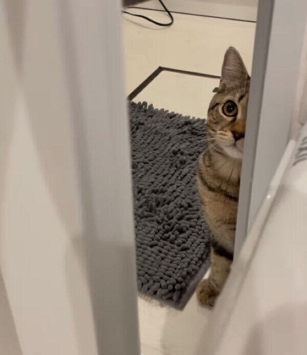 お風呂中の飼い主のことを外で待つ子猫、ドアを開けると　鳴きながら中に入ってくる様子にキ…