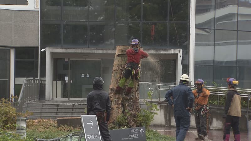 Tochigi Prefectural Museum of Art's symbolic tree "sycamore" has been cut down due to declining tree vigor and risk of falling.