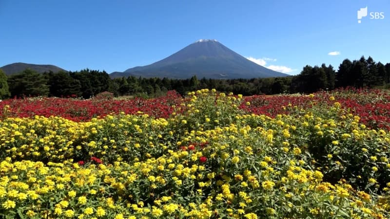 色鮮やかな9万本の花が咲き誇る「虹の花まつり」富士山の裾野彩る=山梨・富士本栖湖リゾート