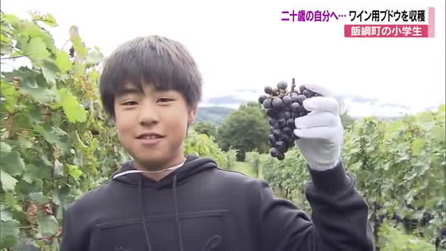 二十歳の自分へ　小学生がワイン用ブドウを収穫「おじいちゃんと」「思い出を話しながら飲みたい」