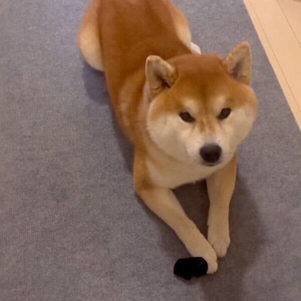 ママさんに「怒られる」と勘違いした柴犬、パパさんに助けを求めたら→「幸せいっぱいのカオ…