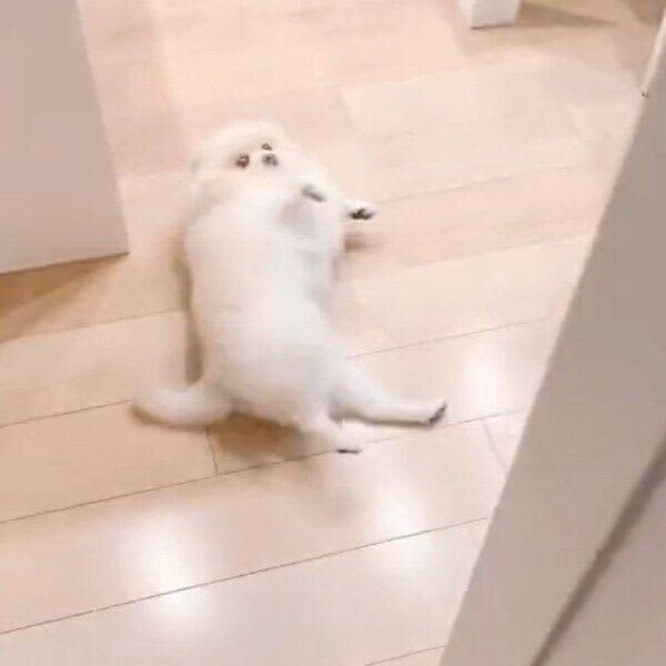部屋に戻ってきた飼い主を見て、ヘソ天で「なでてアピール」をする犬　行動からわかる心理は？