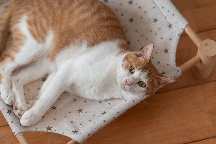 猫の歯が抜ける原因は　老化以外に病気の症状のことも　