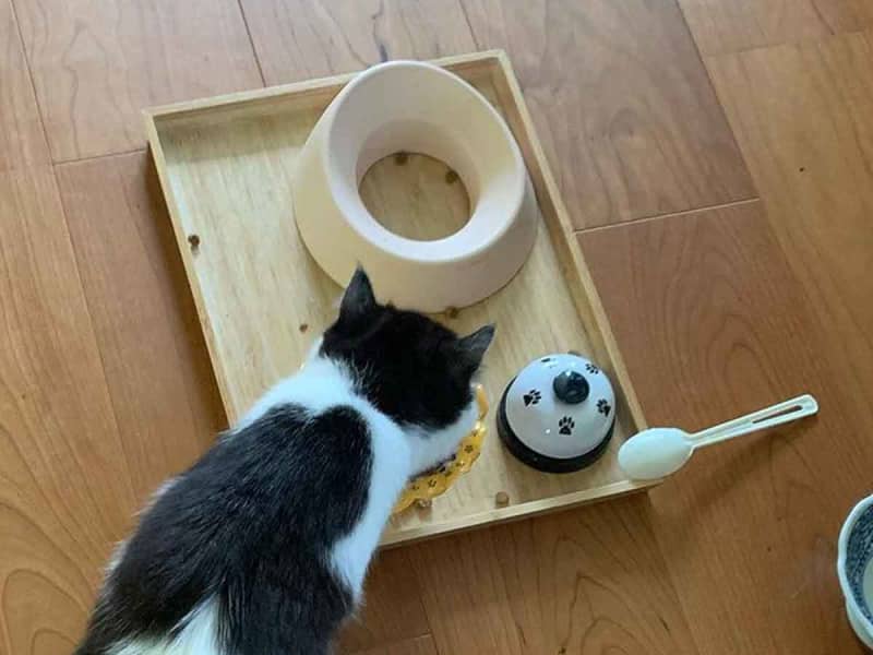 A cat eating breakfast is surprised by the pattern on its back! "The Chosen Cat" "What a Luxury"