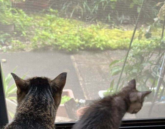 窓の外をのぞき込む猫の「肩幅」が広すぎて衝撃　「筋トレ何年目？」と話題に