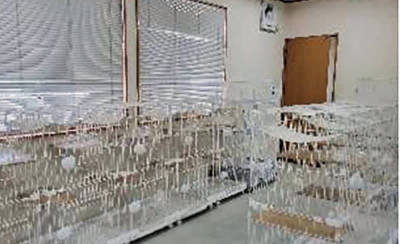 相模原市 猫の譲渡推進へ施設整備 多頭飼育崩壊などに対処　相模原市中央区